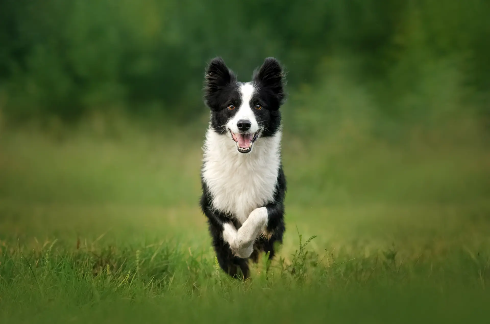 Dog Training East Ridge TN — Off Leash K9 Chattanooga