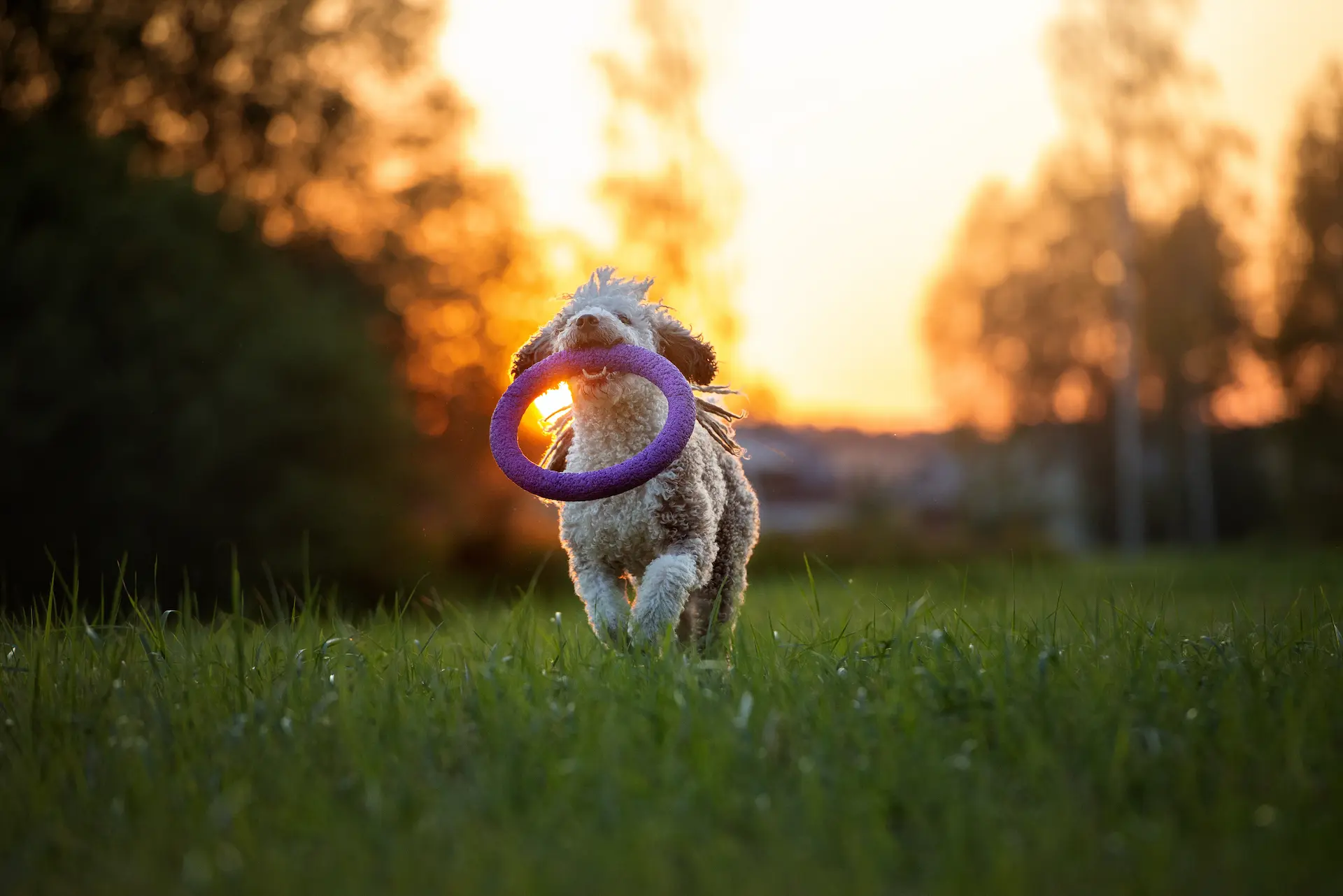 Dog Training Harrison TN — Off Leash K9 Chattanooga